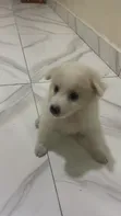 Zuriya ta Gaskiya American Eskimo Yarinya (Wata 1-3) - 1