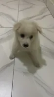Zuriya ta Gaskiya American Eskimo Yarinya (Wata 1-3) - 2