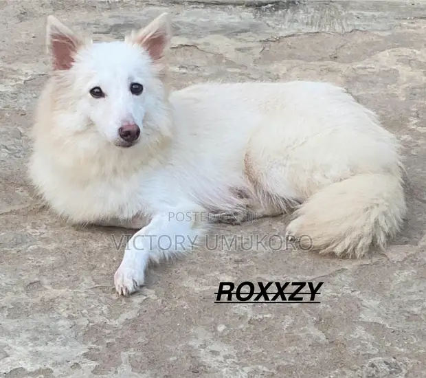 1+ Year Old Female Purebred American Eskimo - 1