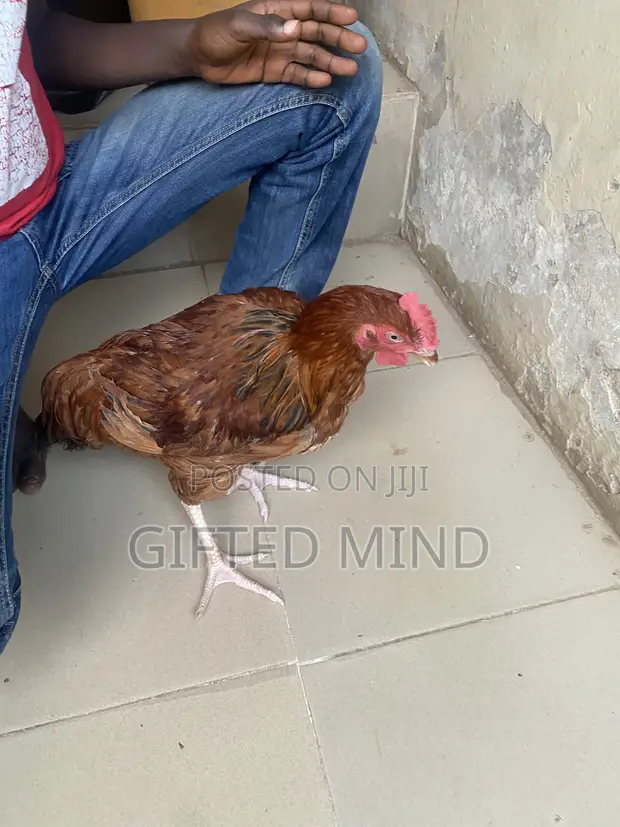 Live Noiler Chickens - 1