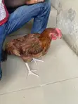 Live Noiler Chickens - 2