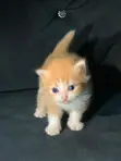 Kare-karen Persian Mai Tsarki - Watan 1-3 - 1