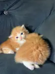 Kare-karen Persian Mai Tsarki - Watan 1-3 - 2