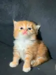 Kare-karen Persian Mai Tsarki - Watan 1-3 - 3