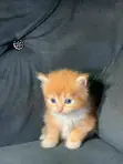 Kare-karen Persian Mai Tsarki - Watan 1-3 - 4