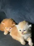 Kare-karen Persian Mai Tsarki - Watan 1-3 - 5