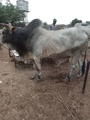 Quality Live Cow for Sale