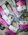 Cleaned Snails - Various Sizes Available - 1