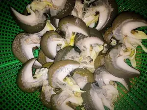 Cleaned Snails - Various Sizes Available