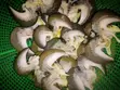 Cleaned Snails - Various Sizes Available - 2