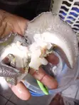 Cleaned Snails - Various Sizes Available - 3
