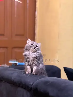 Purebred Persian Kitten - 1-3 Months Old