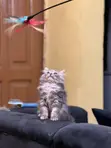 Purebred Persian Kitten - 1-3 Months Old - 2