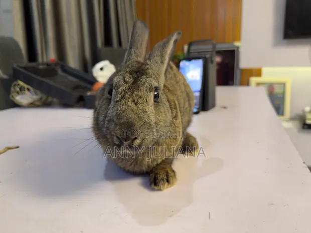 Healthy Mature Rabbit for Sale - 1