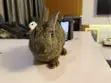 Healthy Mature Rabbit for Sale - 2