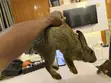 Healthy Mature Rabbit for Sale - 3