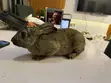 Healthy Mature Rabbit for Sale - 4
