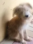Lhasa Apso Mai Tsarki, Wata 6-12 Namiji - 1