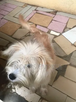 Lhasa Apso Mai Tsarki, Wata 6-12 Namiji