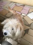 Lhasa Apso Mai Tsarki, Wata 6-12 Namiji - 2