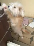 Lhasa Apso Mai Tsarki, Wata 6-12 Namiji - 3