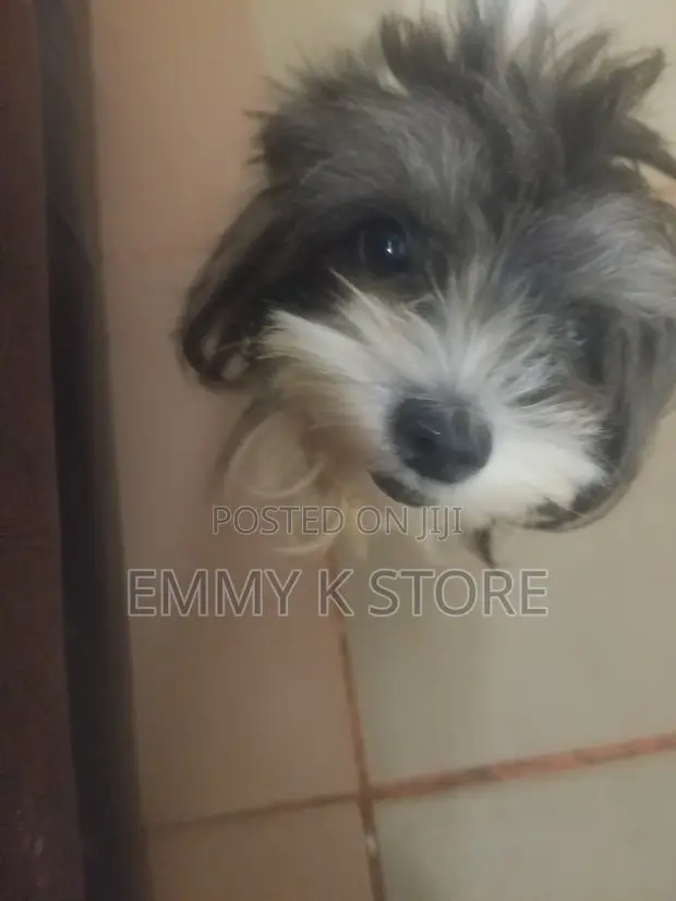 1+ Year Old Female Purebred Lhasa Apso - 1