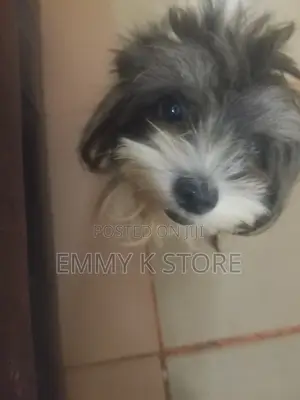Mace mai shekara 1+ Cikakkiyar Jinsin Lhasa Apso
