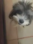 1+ Year Old Female Purebred Lhasa Apso - 1