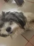 1+ Year Old Female Purebred Lhasa Apso - 2