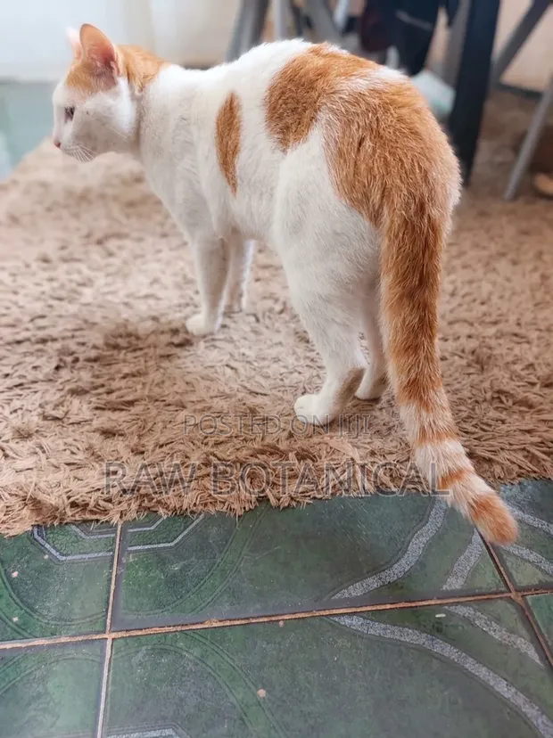 6-12 Month Male Purebred Cat - 1