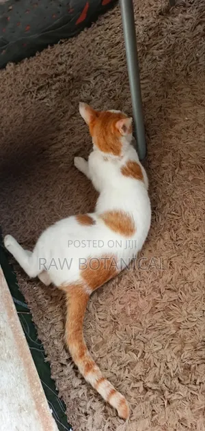 6-12 Month Male Purebred Cat
