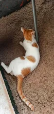 6-12 Month Male Purebred Cat - 2