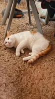 6-12 Month Male Purebred Cat - 3