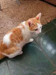 6-12 Month Male Purebred Cat - 4