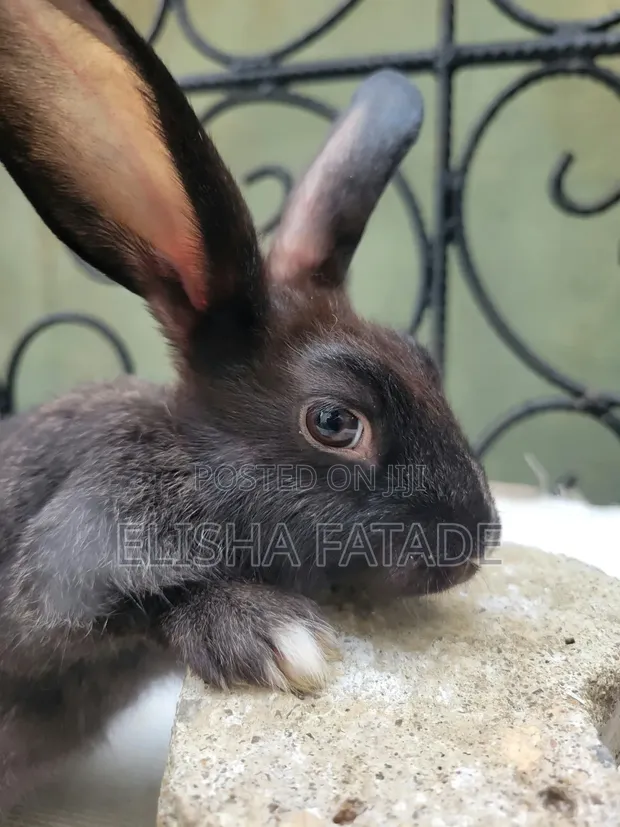 Pet Rabbits for Sale - 1