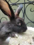 Pet Rabbits for Sale - 1