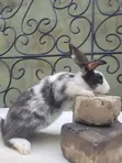 Pet Rabbits for Sale - 2