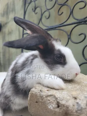 Pet Rabbits for Sale