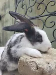 Pet Rabbits for Sale - 3