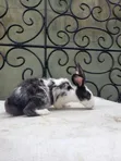 Pet Rabbits for Sale - 4