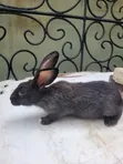 Pet Rabbits for Sale - 5