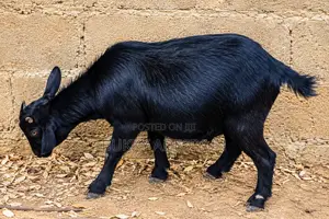 Healthy Matured Black Goat