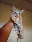 Female American Shorthair Kitten (1-3 Months) - 1