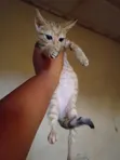 Female American Shorthair Kitten (1-3 Months) - 2
