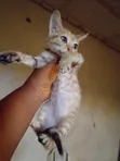 Female American Shorthair Kitten (1-3 Months) - 3