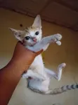 Female American Shorthair Kitten (1-3 Months) - 4