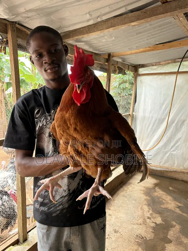 Adult Noiler Chickens and Turkeys - 1