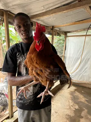 Adult Noiler Chickens and Turkeys
