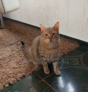 Purebred Tabby Male Cat, 10 Months Old