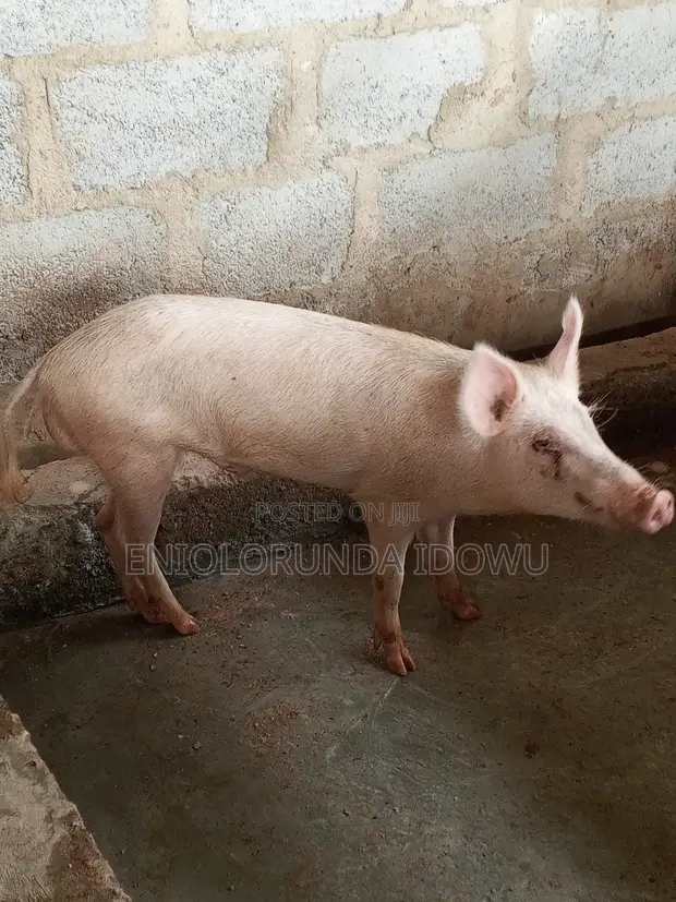 Mature Pigs for Slaughter - Abuja - 1